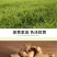 【热卖推荐】云南鲜姜基地种植源头厂家直销可线上