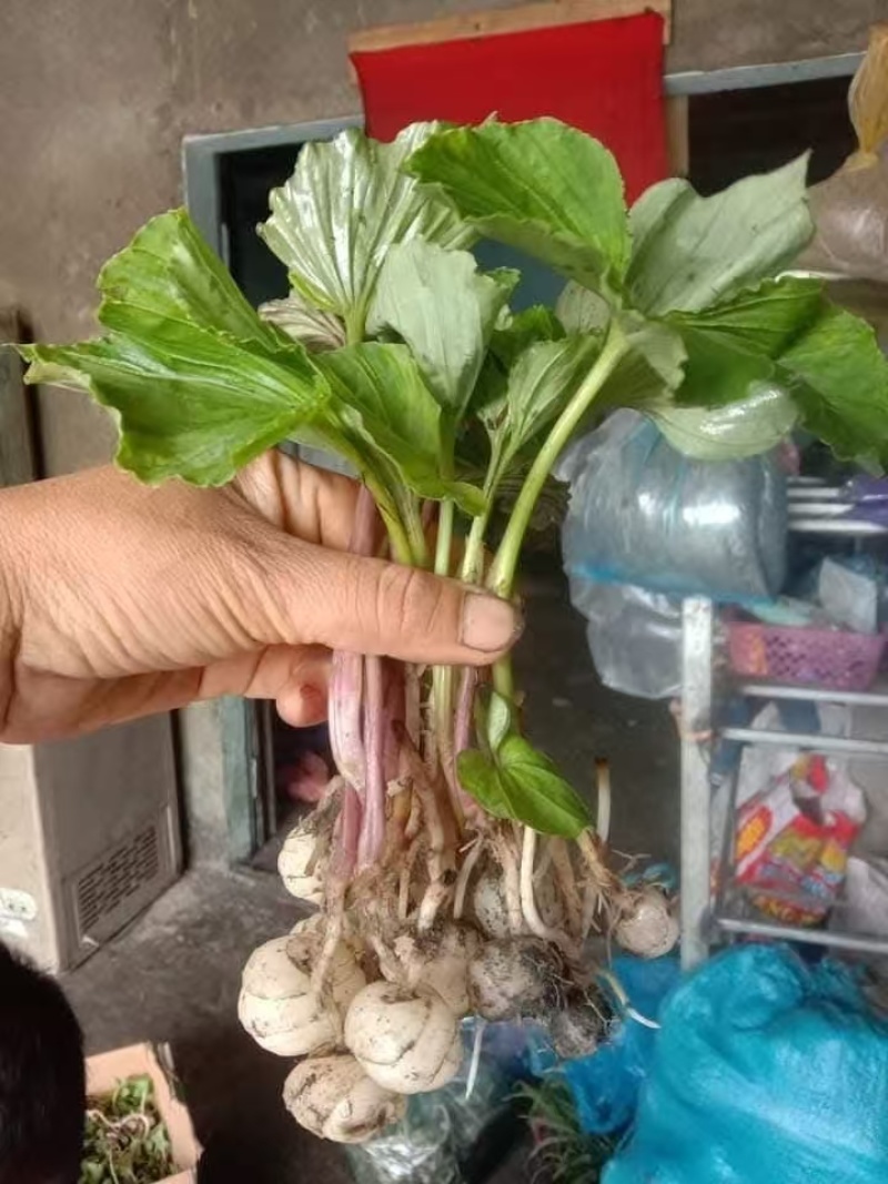 青天葵，半边伞。
