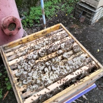 四川省雅安市荥经县土蜂蜜。