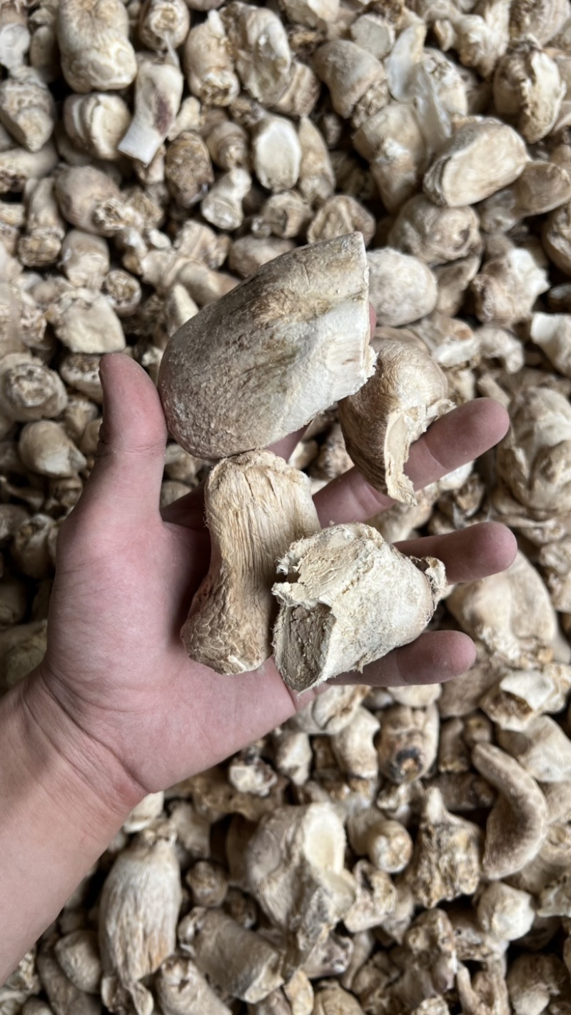 大菇脚产地直发量大价低大量现货可做香菇酱