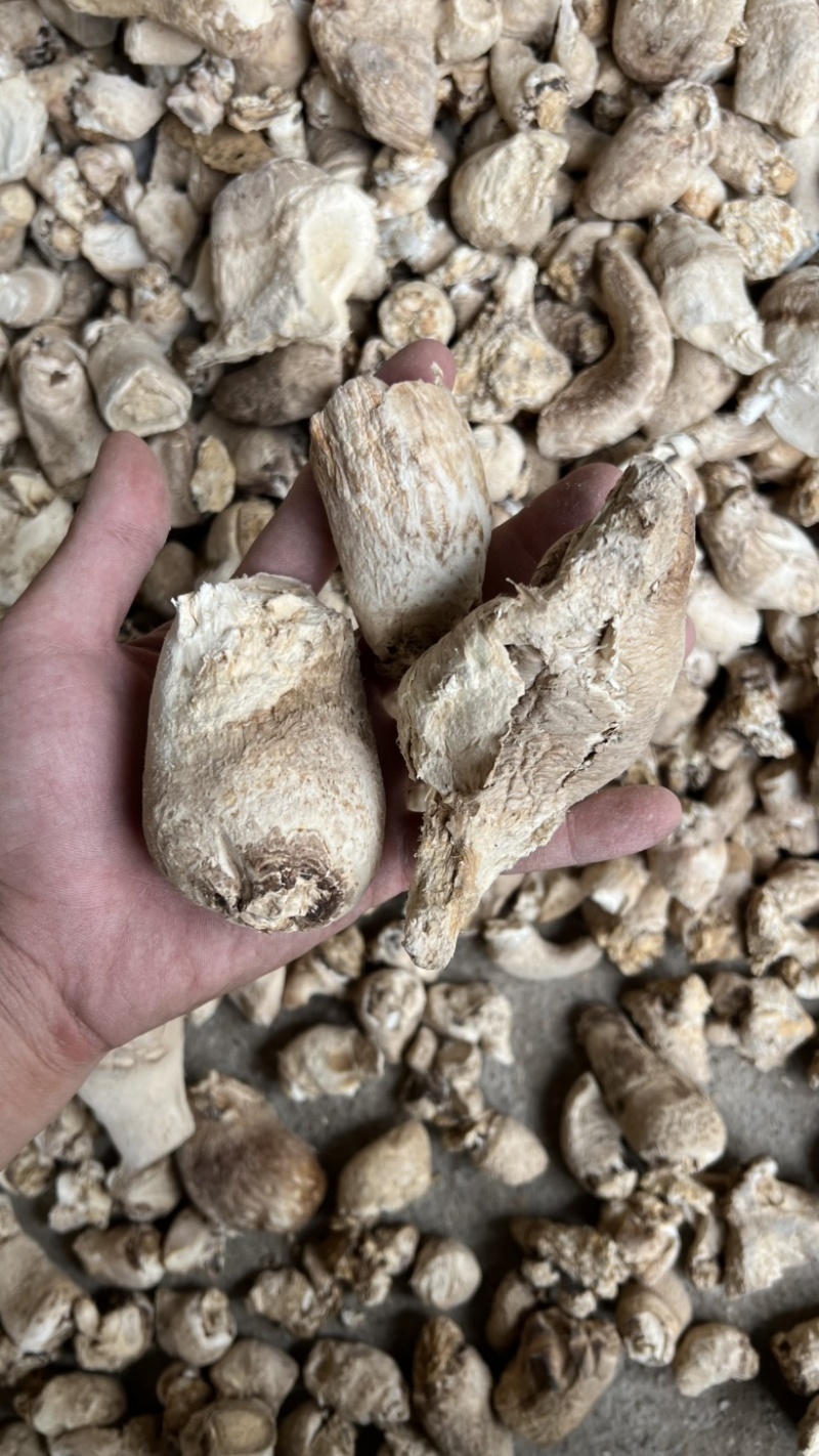 大菇脚产地直发量大价低大量现货可做香菇酱