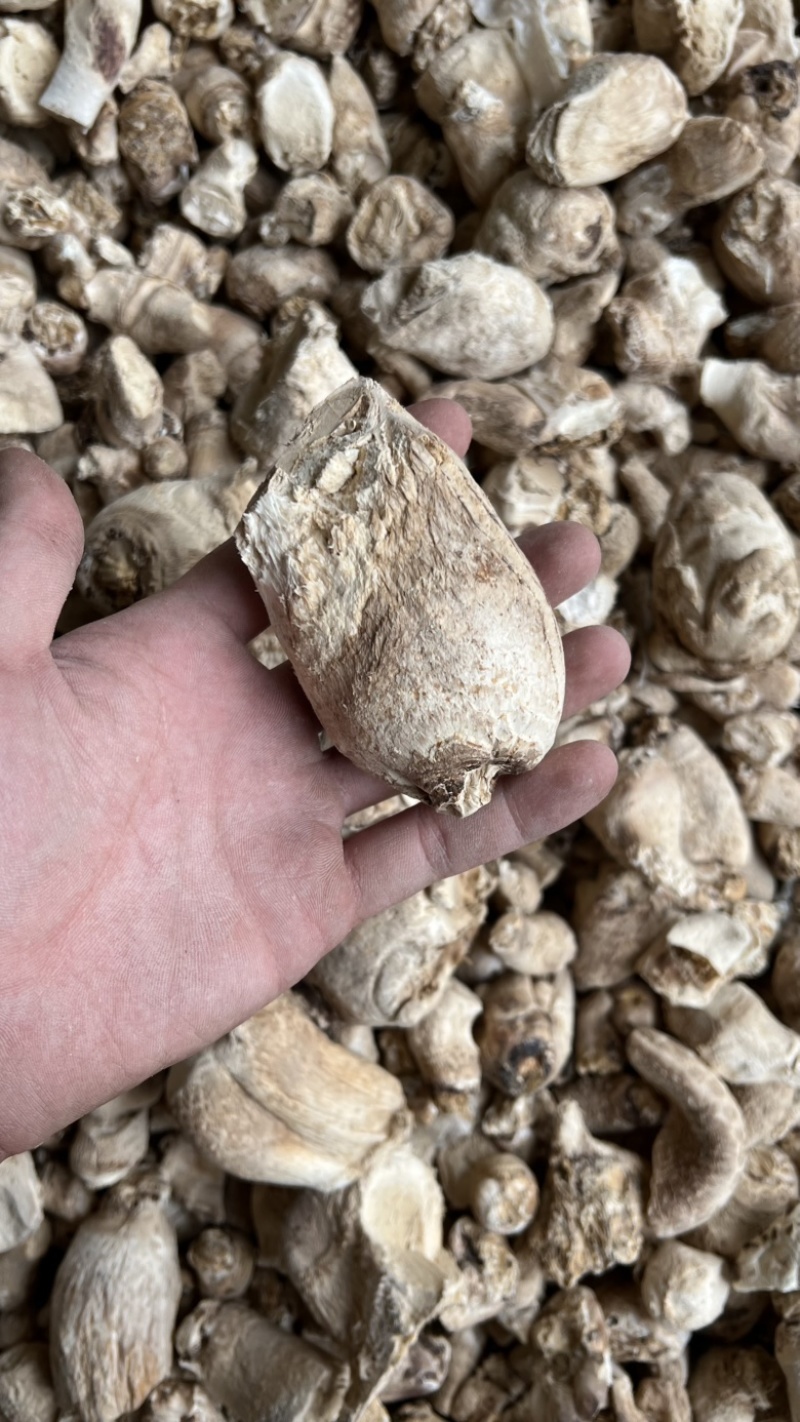 大菇脚产地直发量大价低大量现货可做香菇酱