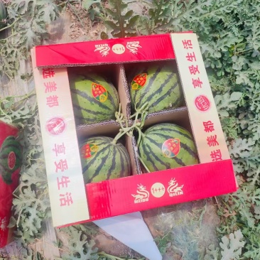 无籽美都西瓜/产地直发/品质好,承接各大商超,水果市场