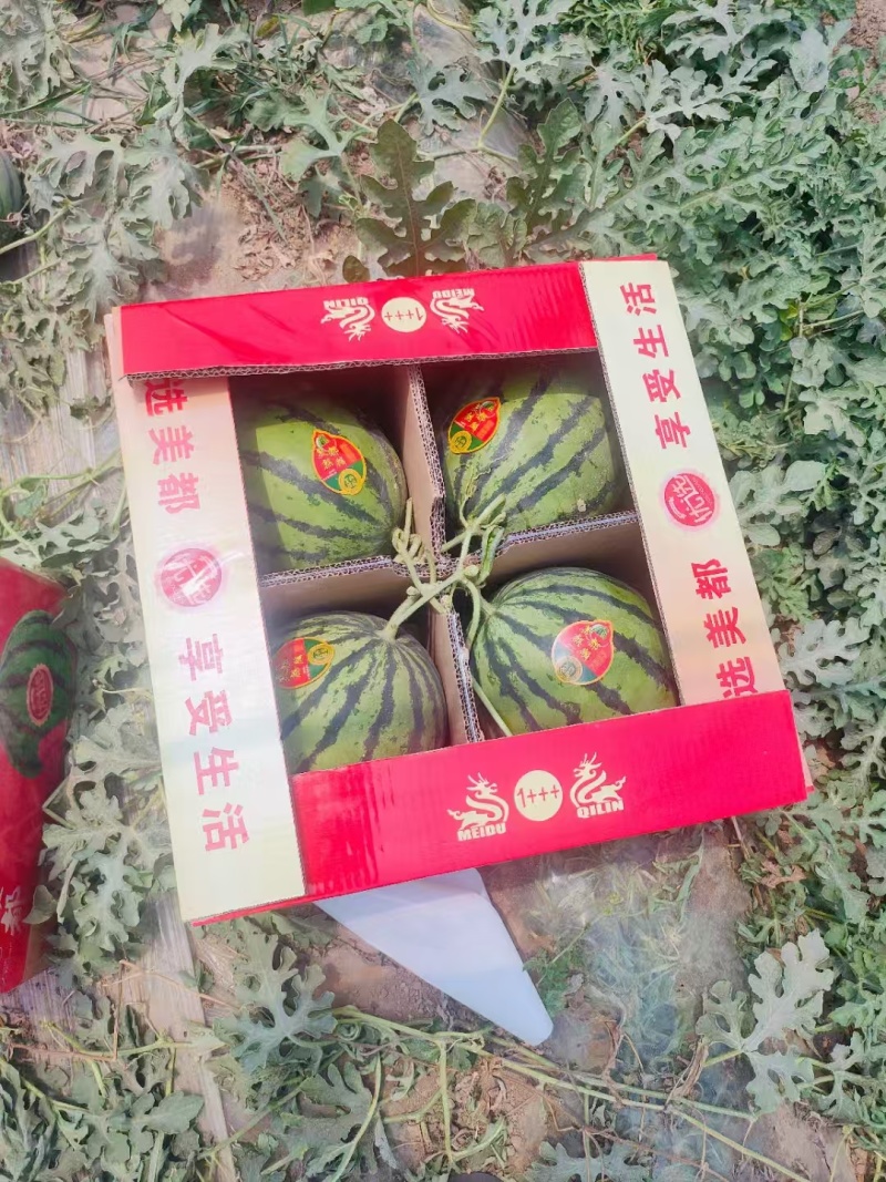 无籽美都西瓜/产地直发/品质好，承接各大商超，水果市场