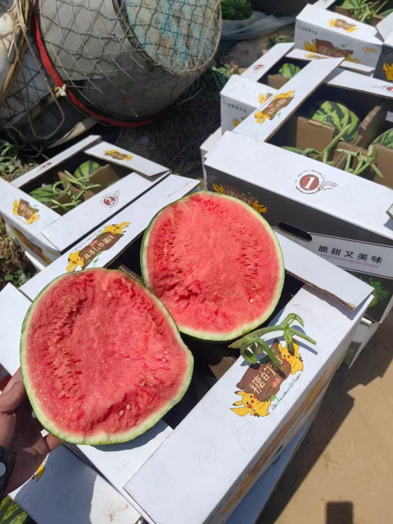 无籽美都西瓜/产地直发/品质好，承接各大商超，水果市场