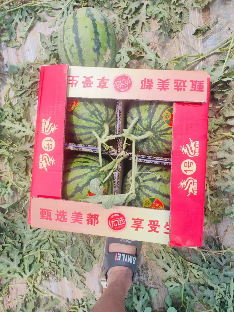 无籽美都西瓜/产地直发/品质好，承接各大商超，水果市场