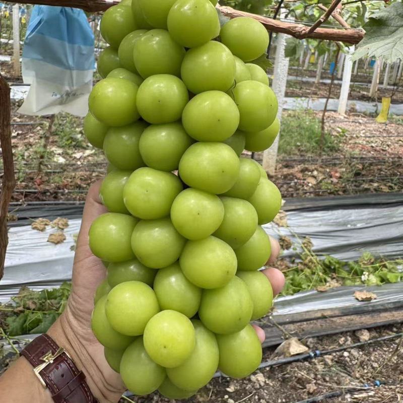 阳光玫瑰