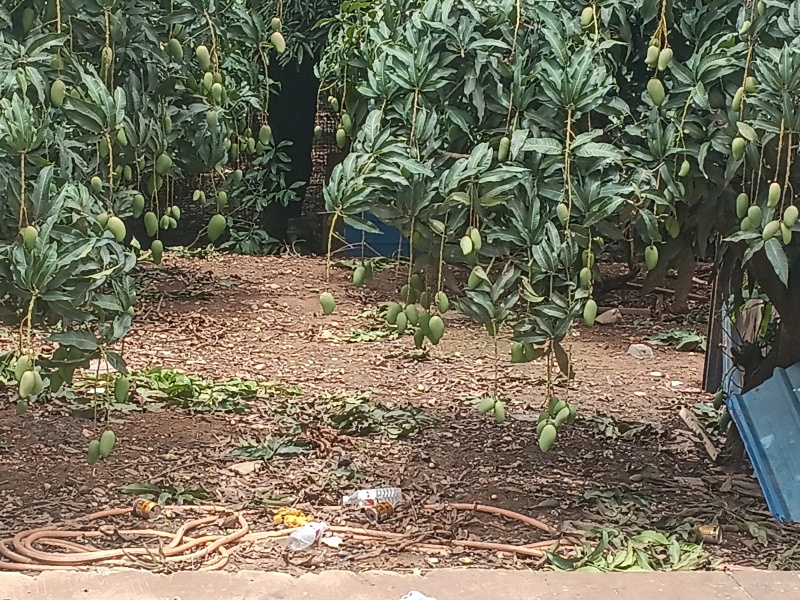 芒果大台农小台农大量批发和零售两不误。甜度极高