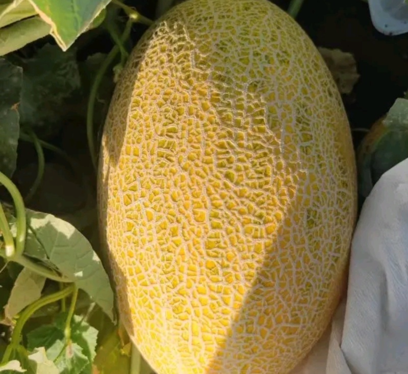 新疆八六王