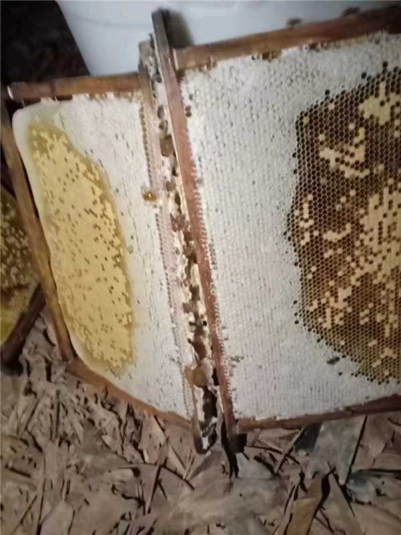 农家土蜂蜜自产自销货源稳定可批发零售欢迎随时联系