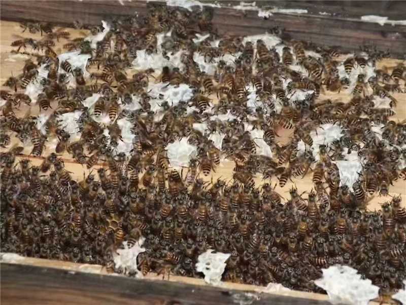 农家土蜂蜜自产自销货源稳定可批发零售欢迎随时联系