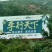 巫山脆李一件代发