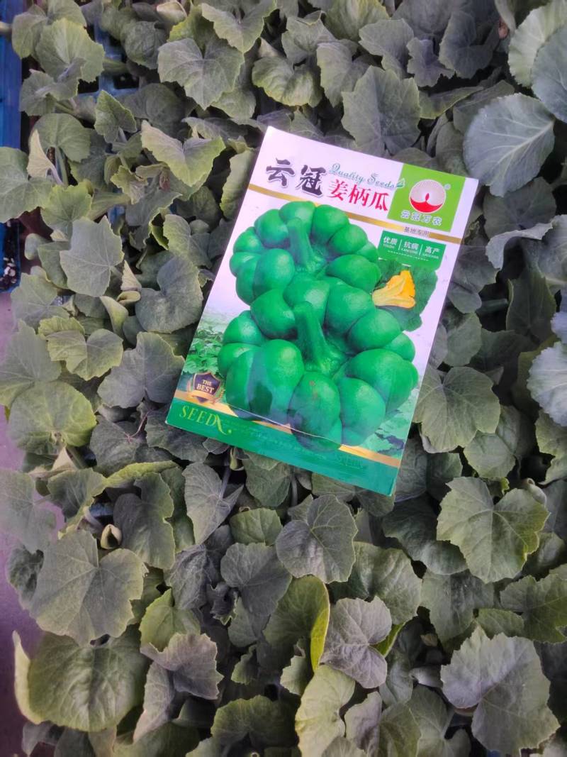 姜柄瓜苗