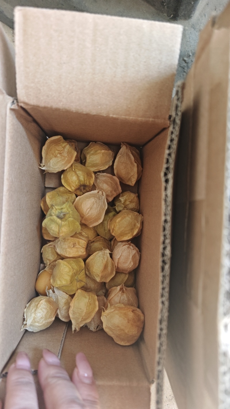 吉林大安黄菇娘果专业一件代发对接各大平台