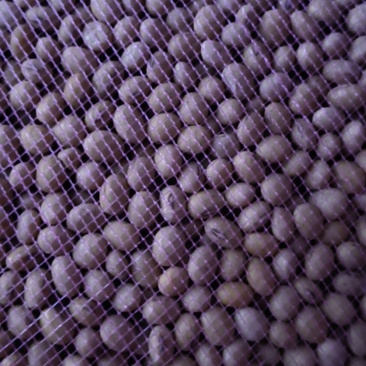 自留黄豆种子2000斤
