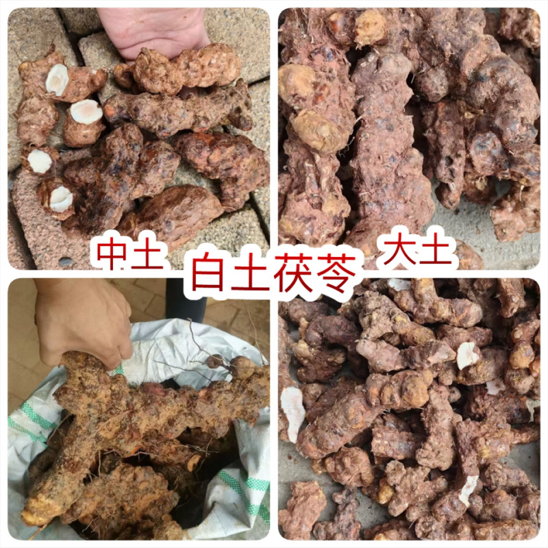 新鲜土茯苓地摊电商批发中土白大土土茯苓梅州本地土茯苓云土