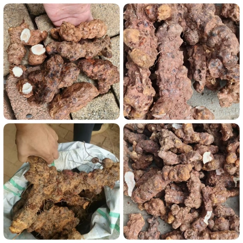 新鲜土茯苓地摊电商批发中土白大土土茯苓梅州本地土茯苓云土