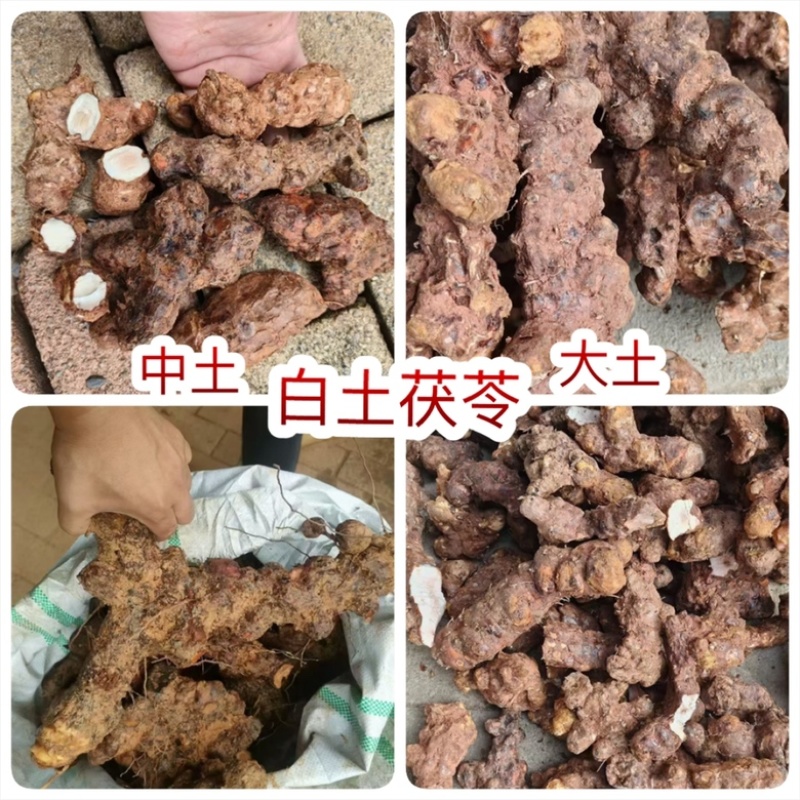 新鲜土茯苓地摊电商批发中土白大土土茯苓梅州本地土茯苓云土