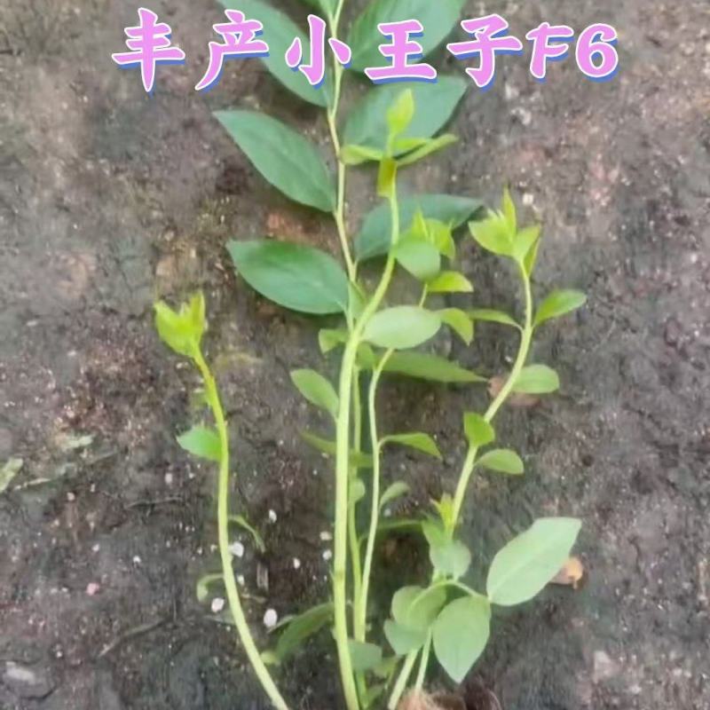 蓝莓F6树苗脱毒苗组培苗穴盘苗纯甜无酸好养南高丛庭院果树