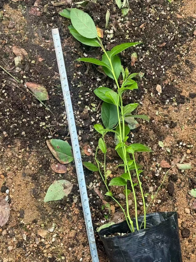 蓝莓F6树苗脱毒苗组培苗穴盘苗纯甜无酸好养南高丛庭院果树
