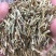 中药材早熟禾别名稍草小青草小鸡草冷草冷备中药材