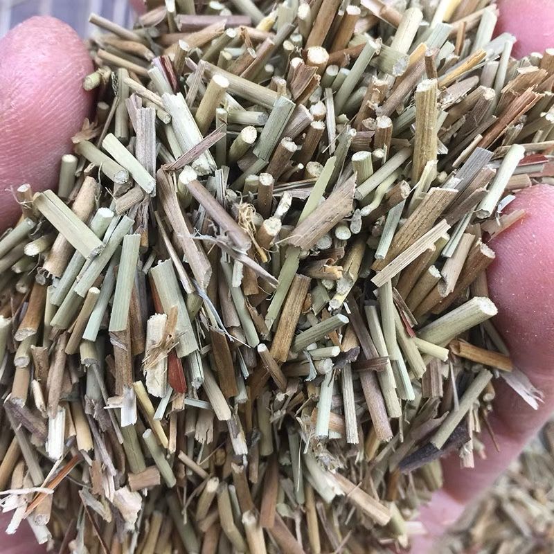 中药材早熟禾别名稍草小青草小鸡草冷草冷备中药材