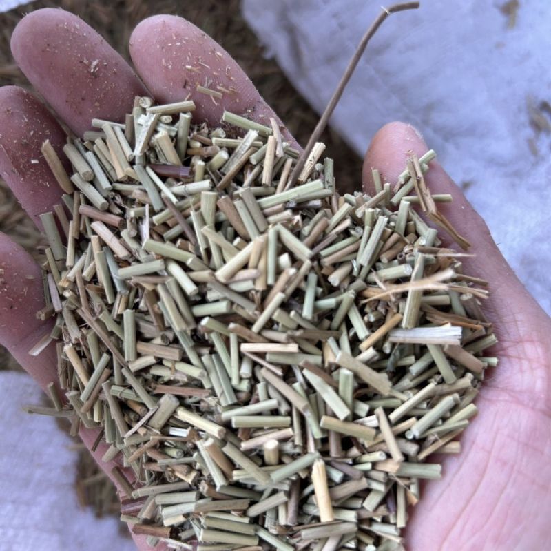 中药材早熟禾别名稍草小青草小鸡草冷草冷备中药材