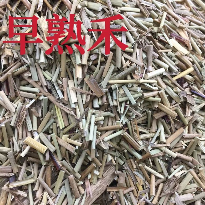 中药材早熟禾别名稍草小青草小鸡草冷草冷备中药材