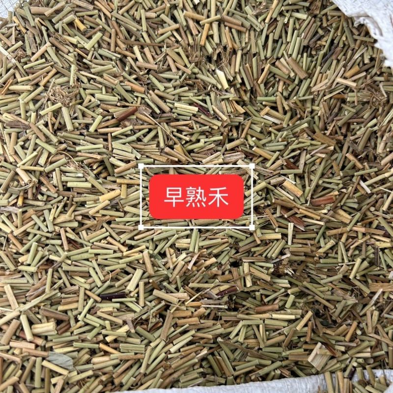中药材早熟禾别名稍草小青草小鸡草冷草冷备中药材