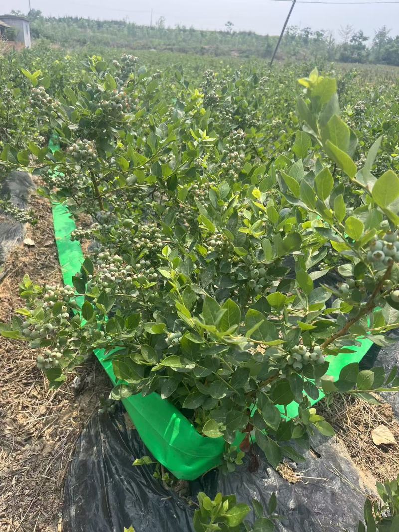 【原土带果发货】正品蓝莓树苗结大果当年结果南北方种植盆栽