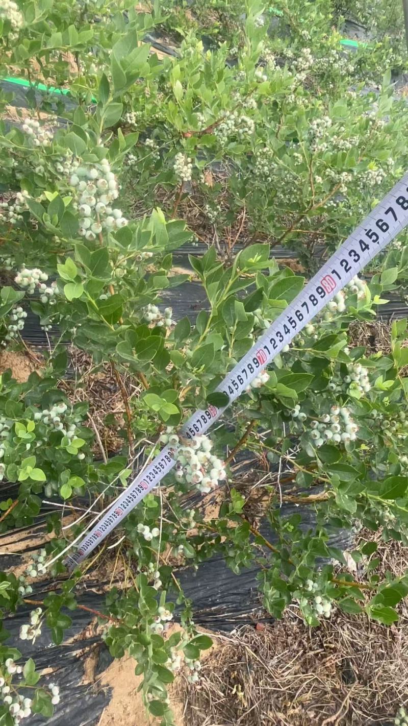 【原土带果发货】正品蓝莓树苗结大果当年结果南北方种植盆栽