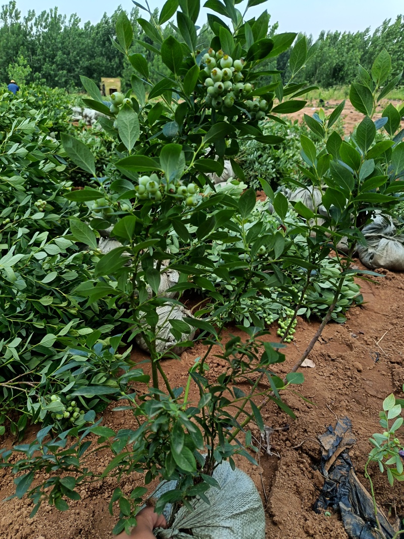 【原土带果发货】正品蓝莓树苗结大果当年结果南北方种植盆栽