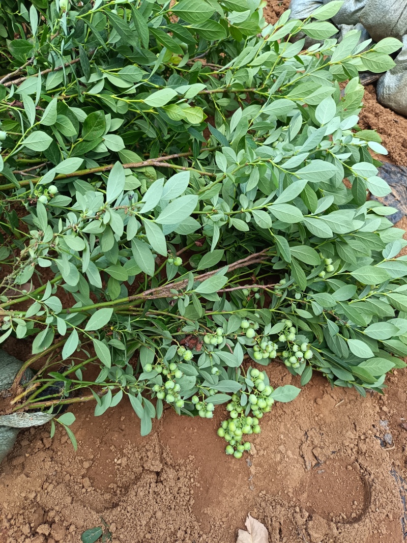 【原土带果发货】正品蓝莓树苗结大果当年结果南北方种植盆栽