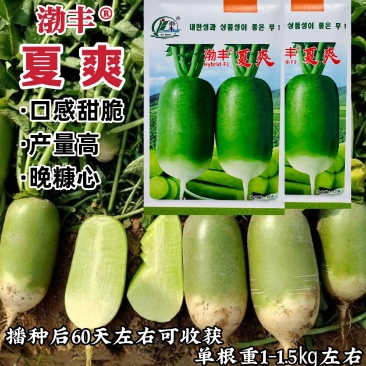 夏爽青萝卜种子甜脆水果萝卜种子秋季耐热杂交萝卜种籽脆甜