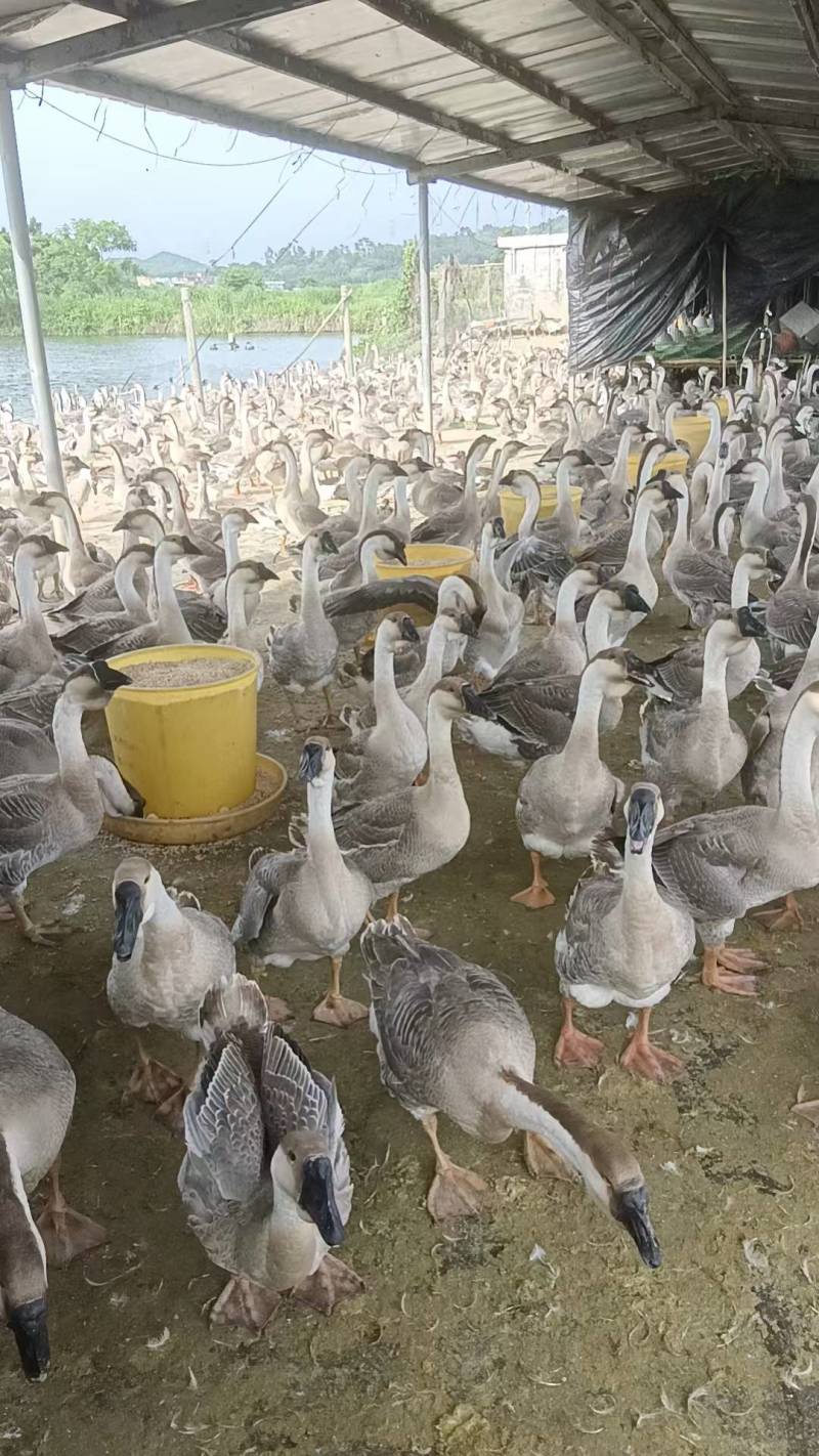 现货精品大白沙阳江鹅
