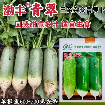 渤丰青翠水果萝卜种子秋季抗病三系杂交青萝卜种子甜脆多汁