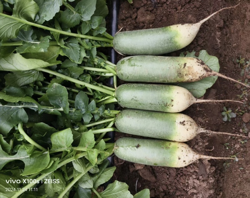 渤丰青翠水果萝卜种子秋季抗病三系杂交青萝卜种子甜脆多汁
