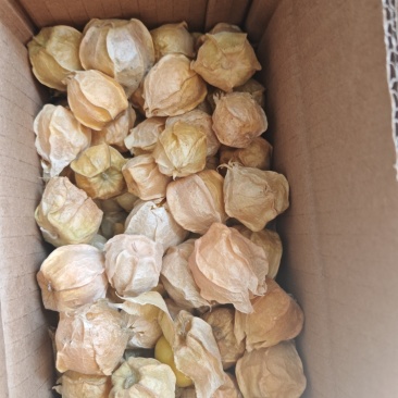 吉林大安黄菇娘电商平台直接对接，可提供场地，实地考察。