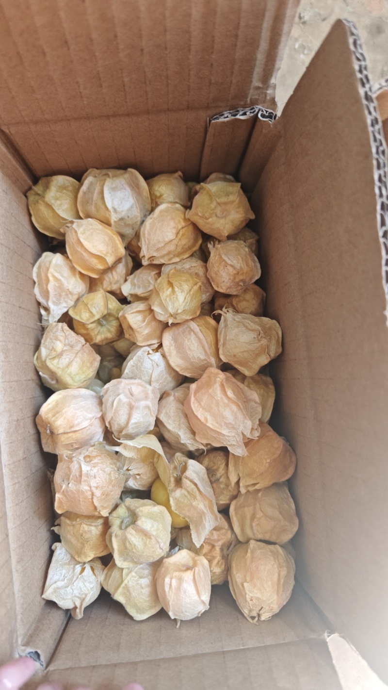 吉林大安黄菇娘电商平台直接对接，可提供场地，实地考察。