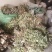 陕南高山淫洋霍，天然生长，无污染，干度好，颜色一般。