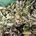 陕南高山淫洋霍，天然生长，无污染，干度好，颜色一般。