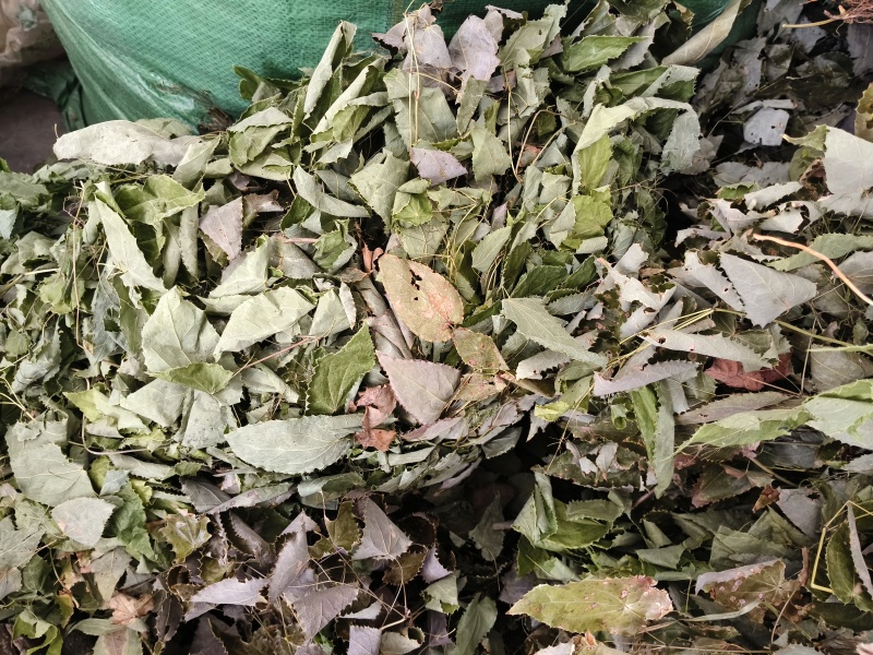 陕南高山淫洋霍，天然生长，无污染，干度好，颜色一般。