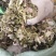 陕南高山淫洋霍，天然生长，无污染，干度好，颜色一般。