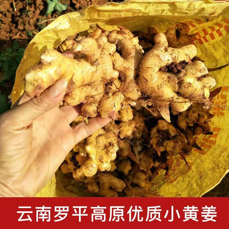 云南鲜姜基地种植源头厂家直发在线发货