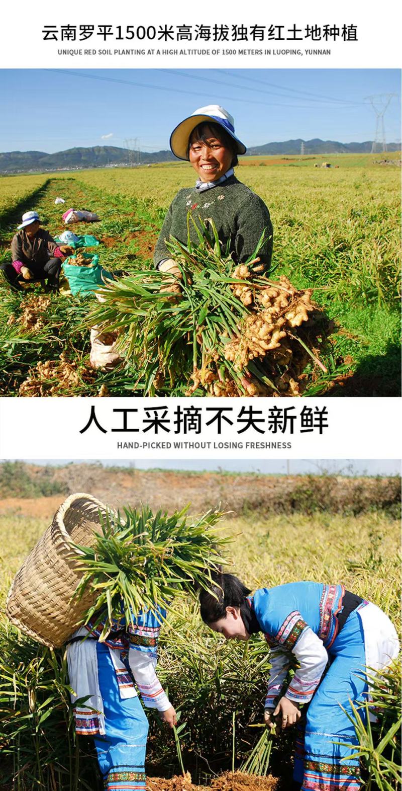 云南鲜姜基地种植源头厂家直发在线发货