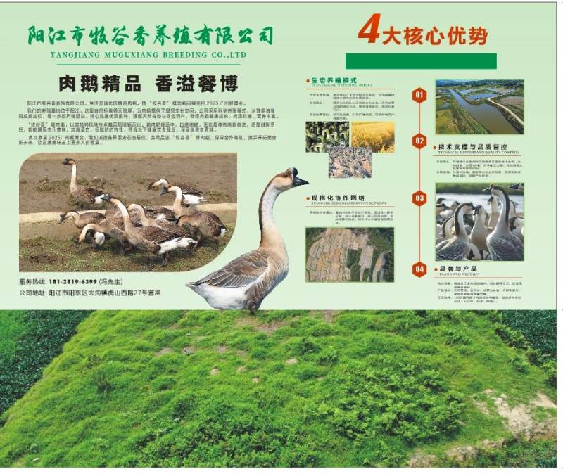 现货精品大白沙阳江鹅