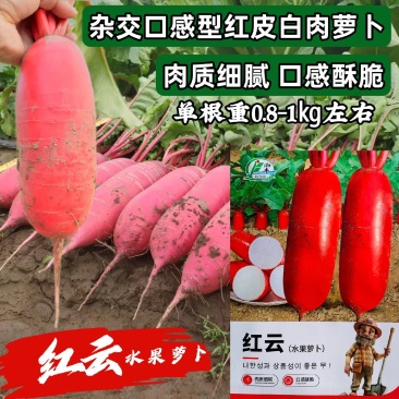 渤丰红云水果萝卜种子红皮白肉萝卜种子口感型脆甜红萝卜种籽