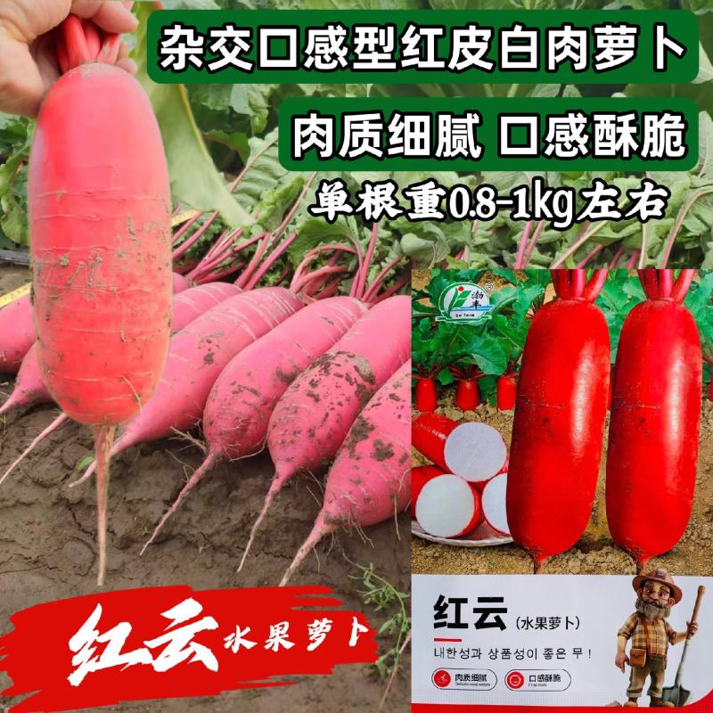 渤丰红云水果萝卜种子红皮白肉萝卜种子口感型脆甜红萝卜种籽