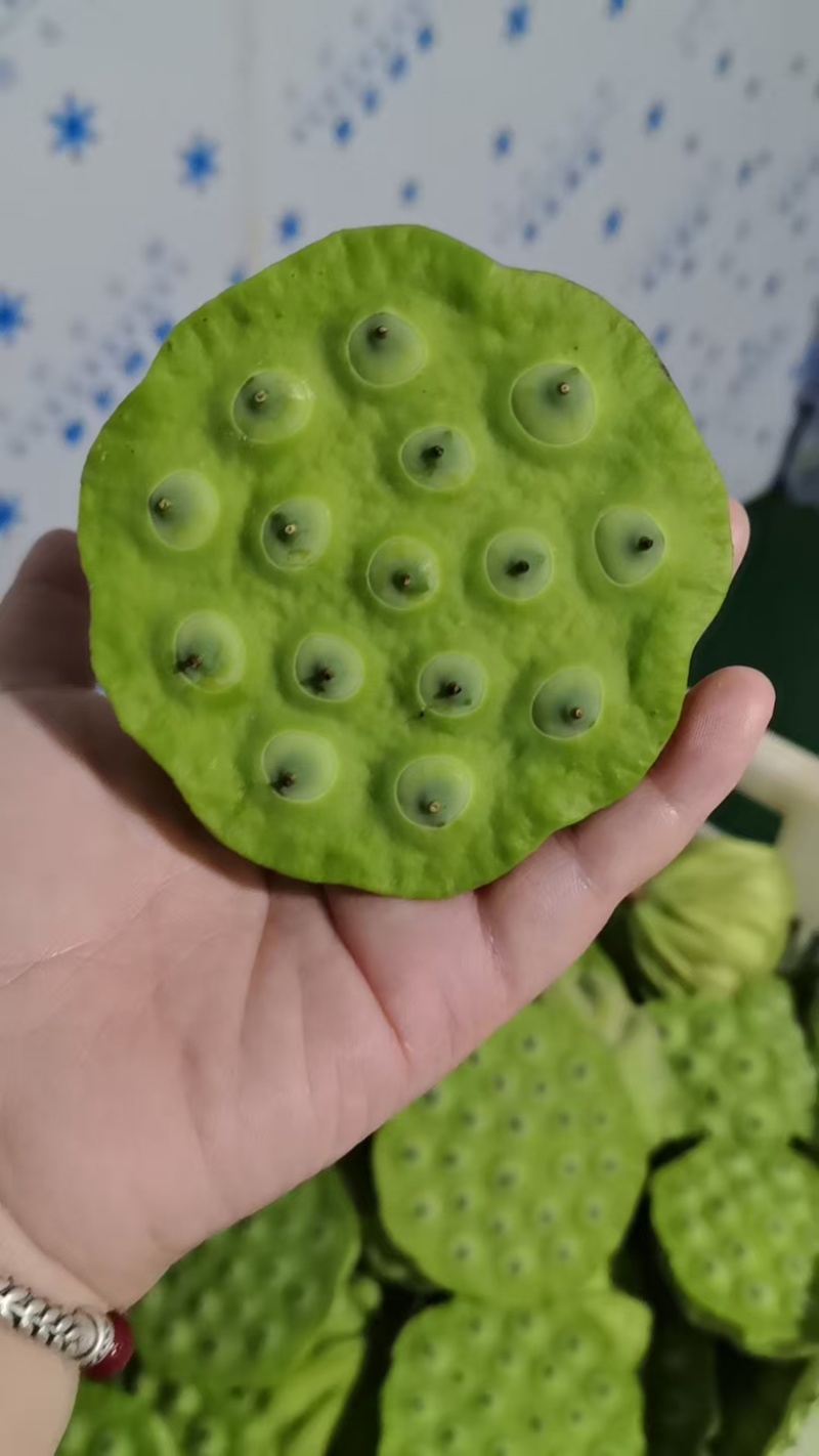 新鲜莲蓬一级欢迎老板联系大量有货