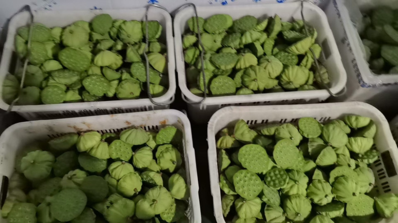 新鲜莲蓬二级品质保证服务周到产地直发